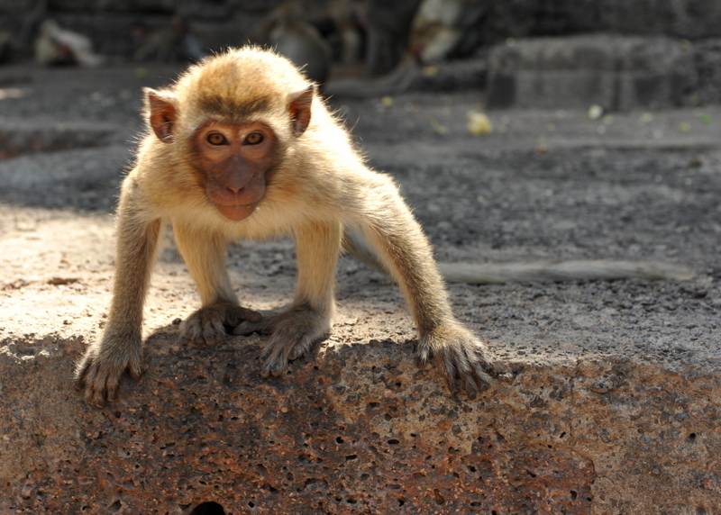 Destination: Phra Prang Sam Yod — An Ancient Temple Overrun By Monkeys ...